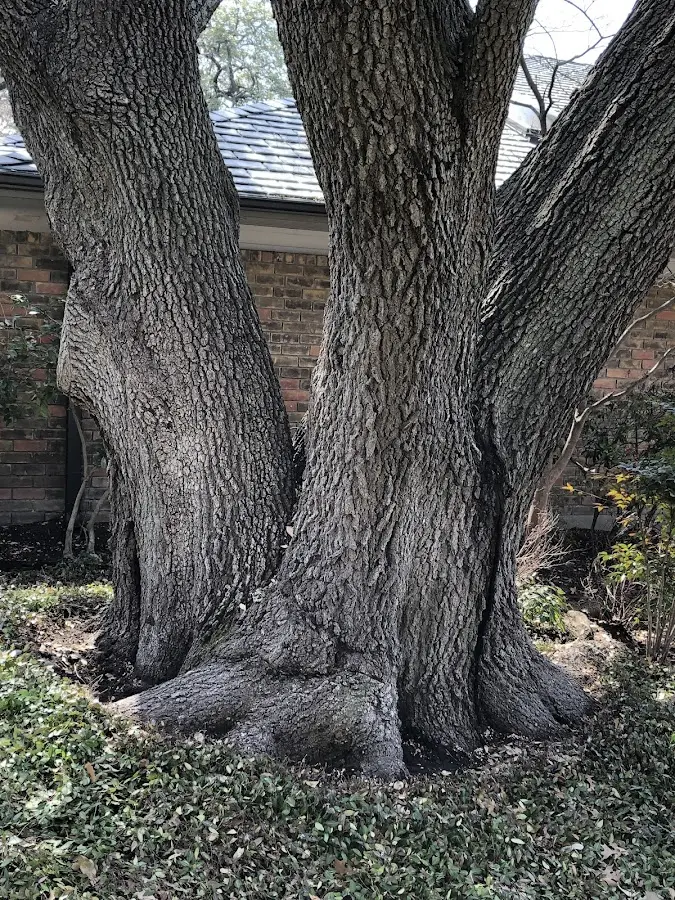 Mature heritage tree close to a Millis property cared for by certified arborists
